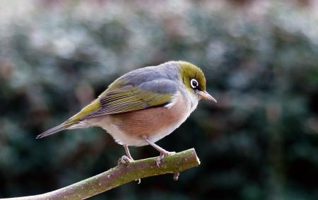 Silvereye. Lumix FZ200