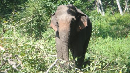Single elephant walking in a jungle