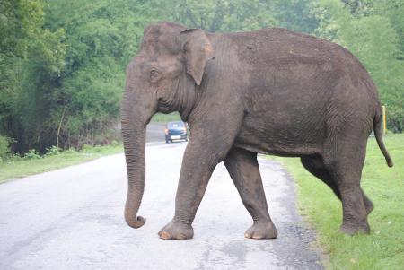 Single giant elephant walking on a road