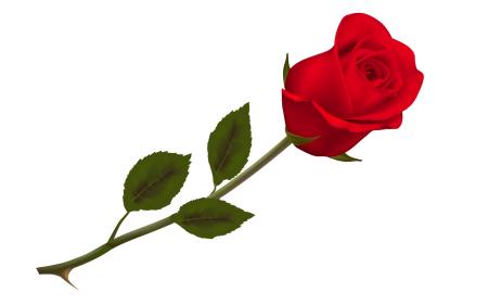 Single red rose