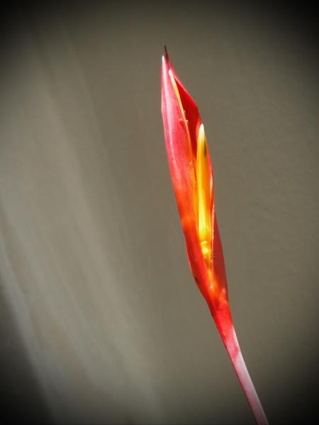 Single Slim Tropical Flower