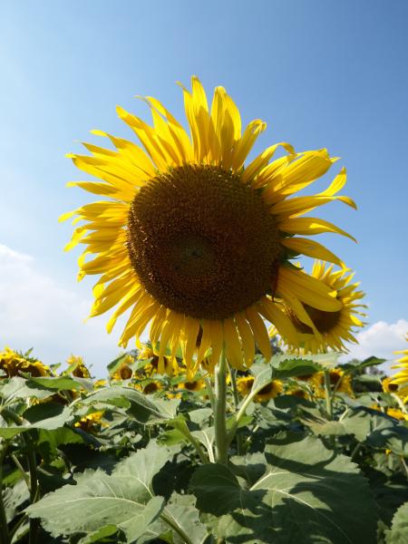 Single Sunflower on Blue Sky Background