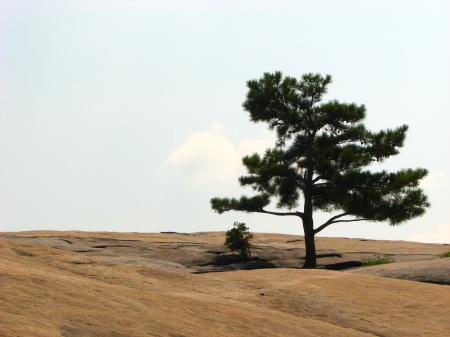 Single tree at the top of Stone Mountain