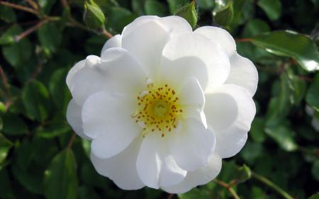 Wild rose flower