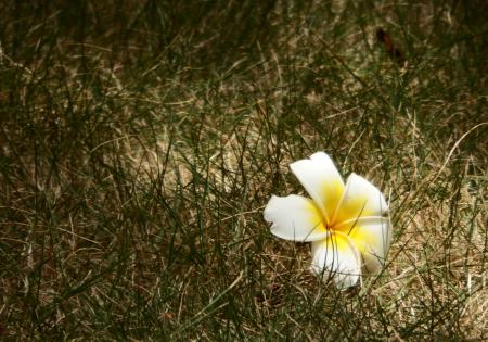 Single White Flower on Grass Background