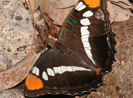 SISTER, ARIZONA (adelpha eulalia) (6-21-09) cave creek cyn, az -01