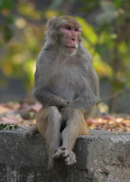 Sitting Monkey