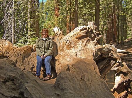 Sitting on a Stump in the Giant Sequoias