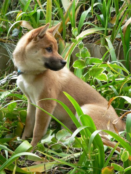 Sitting Shiba Inu Japanese dog looking over his shoulder