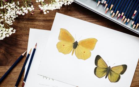 Sketch of Butterflies