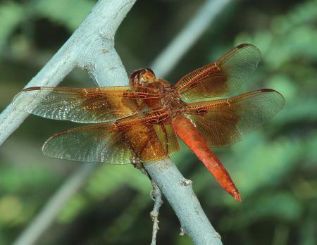 SKIMMER, FLAME (Libellula saturata) (10-19-2014) patagonia lake, santa cruz co, az -01