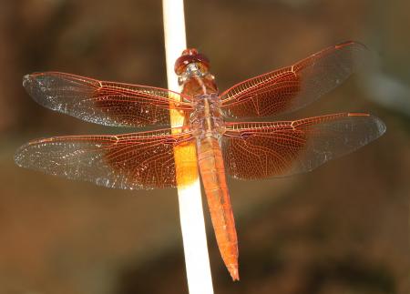 SKIMMER, FLAME (Libellula saturata) (7-21-12) harshaw road, patagonia mts, scc, az -01