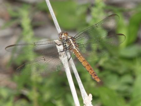 SKIMMER, ROSEATE (Orthemis ferruginae) (3-7-12) santa anna national wildlife refuge, near mc allen, tx -05