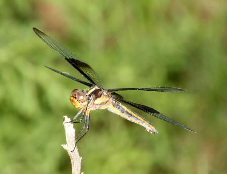 SKIMMER, WIDOW (Libellula luctuosa) (8-3-10) yard, west of patagonia, scc, az -02