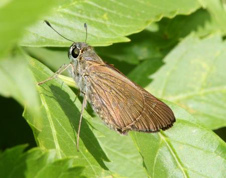 SKIPPER, BRAZILIAN (Calpodes ethlius) (11-15-13) the national butterfly center, mission, tx -01