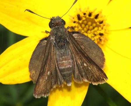 SKIPPER, DUN (Euphyes vestris) (8-6-09) stonington, maine (3)