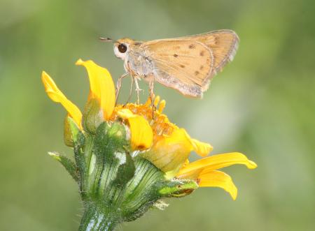 SKIPPER, FIERY (Hylephilia phyleus) (9-7-11) patagonia lake state park, scc, az -01