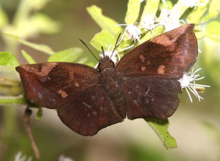 SKIPPER, SICK-WINGED (Eantis tamenund) (11-10-13) sabal palm audubon sanc, brownsville, tx -01