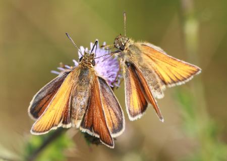 Skipper