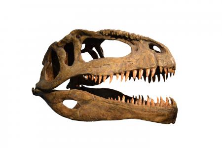 Skull of dinosaur on white background