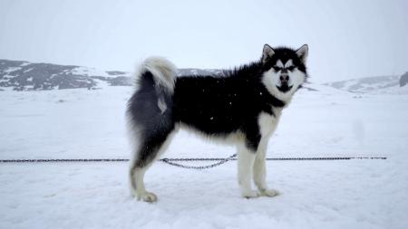 Sled Dogs