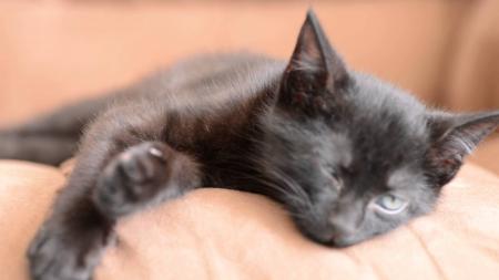 Sleeping Black Cat