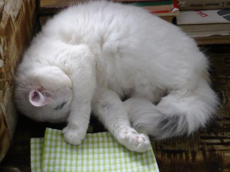 Sleeping Cat