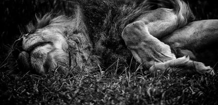 Sleeping Lion