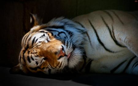 Sleeping Tiger