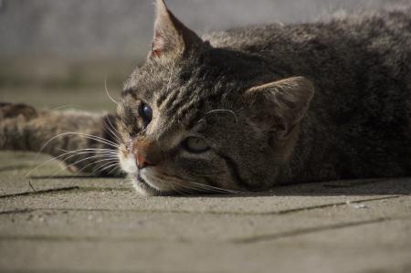 Sleepy Cat, aleja Papieża Jana Pawła II, Szczecin, Poland