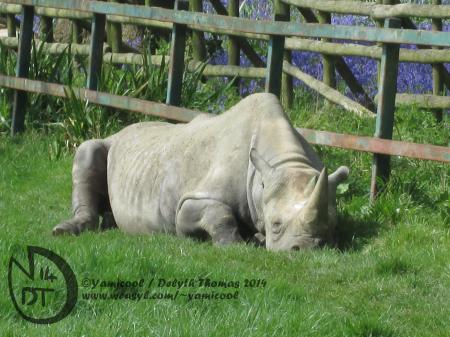 Sleepy Rhino