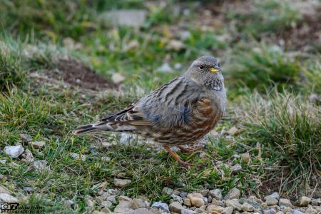 Small Accentor