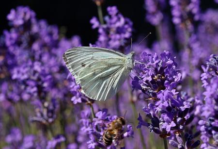 Small Cabbage White Ling