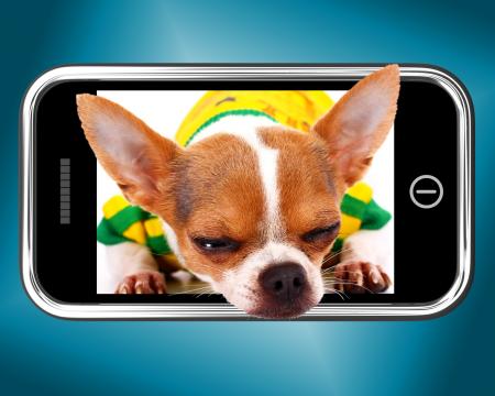 Small Chihuahua Dog Photo On Mobile Phone