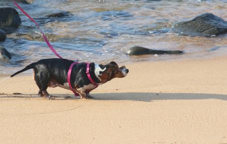 Small dog playing on the beach