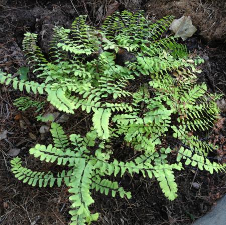 Small Fern