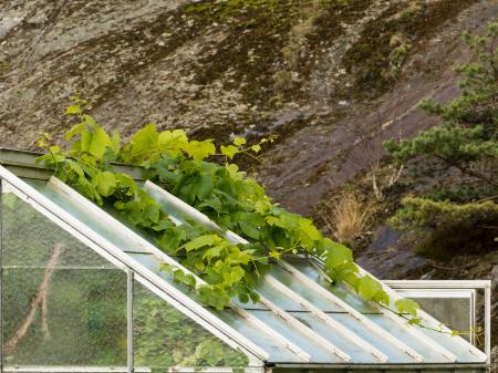 Small greenhouse with grapevines escaping - roof