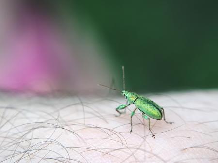 Small insect sitting on an arm