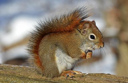 Small Squirrel Standing on Brown Wood