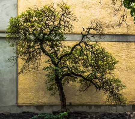 Small tree next to the wall