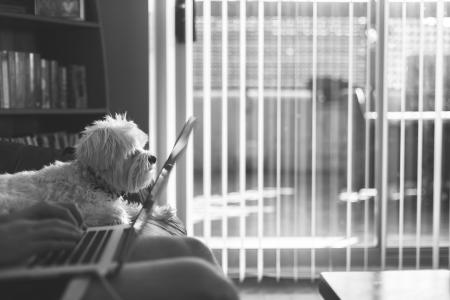 Small White Dog Relaxing on Sofa