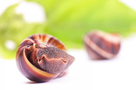 snail