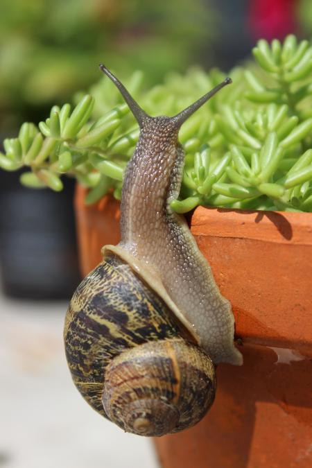 Snail