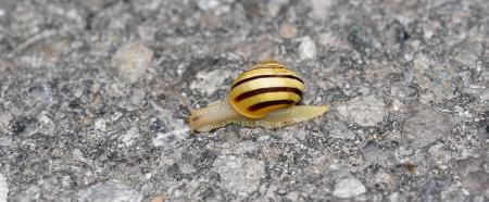 Snail