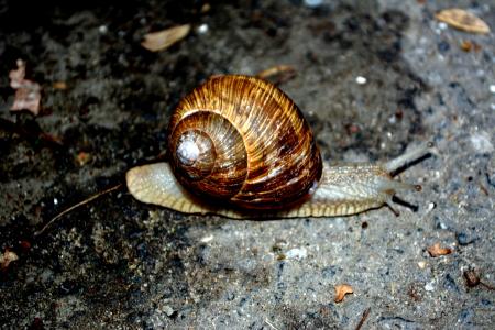 Snail