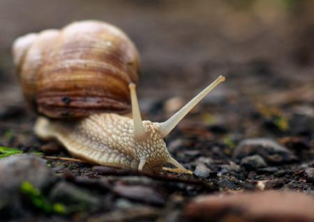 Snail Closeup