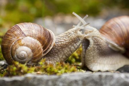 Snail Couple