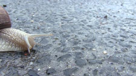 Snail on Asphalt