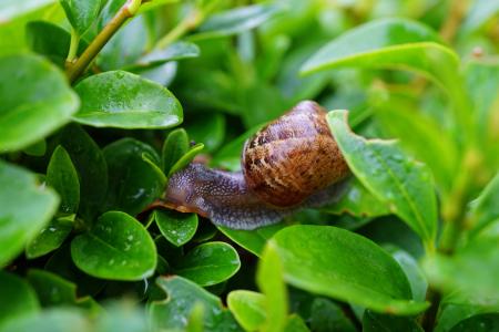 Snail on Green Leaf in Close Up Photography