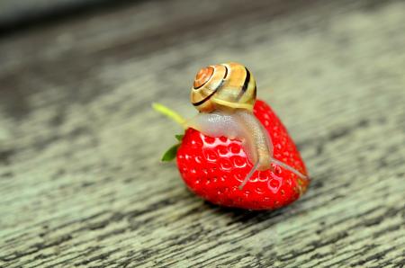 Snail on the Strawberry